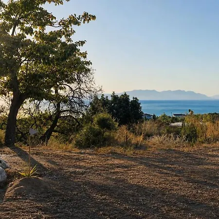 Rural - Among The Olive Trees